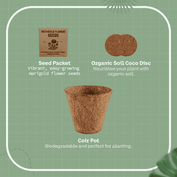 Auriss – All-In-One Plant Grow Kit detail 3